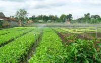 Tưới phun mưa dùng năng lượng Mặt Trời