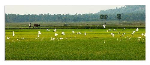 C&aacute;nh đồng thẳng c&aacute;nh c&ograve; bay
