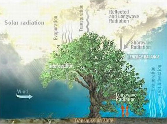 C&acirc;y xanh nh&acirc;n tạo trong tương lai 7